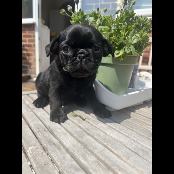 Pug - Both
