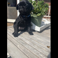 Pug - Both