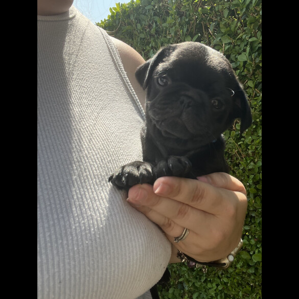 Pug - Both
