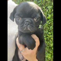 Pug - Both