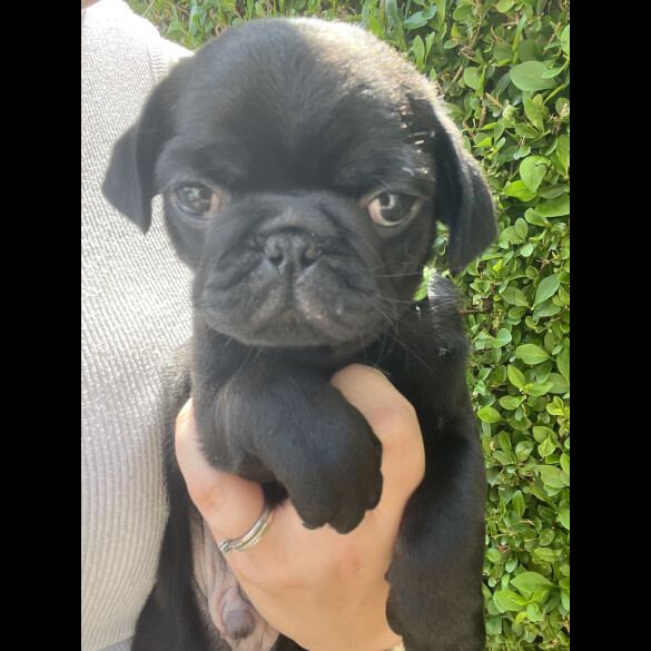 Pug - Both