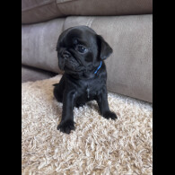 Pug - Both