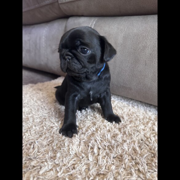 Pug - Both