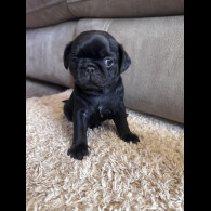 Pug - Both