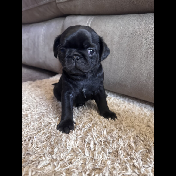 Pug - Both