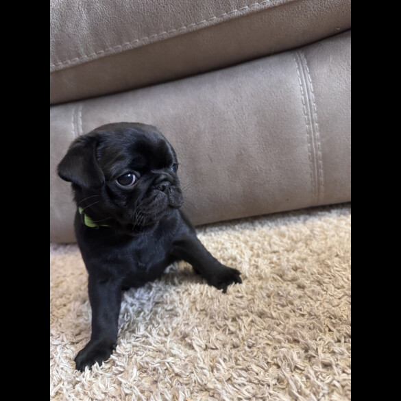 Pug - Both