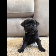 Pug - Both