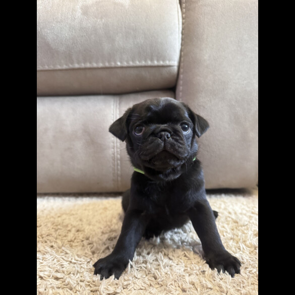 Pug - Both