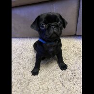 Pug - Both