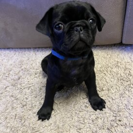 Pug - Both