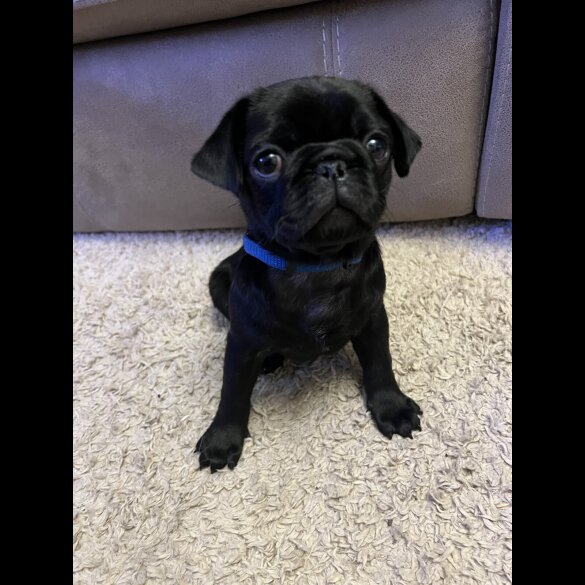 Pug - Both