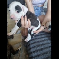 Staffordshire Bull Terrier - Dogs