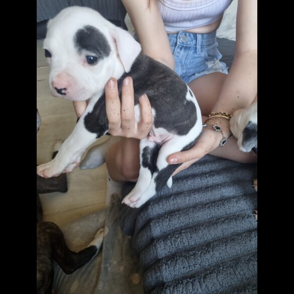 Staffordshire Bull Terrier - Dogs