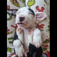 Staffordshire Bull Terrier - Dogs