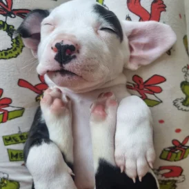 Staffordshire Bull Terrier - Dogs