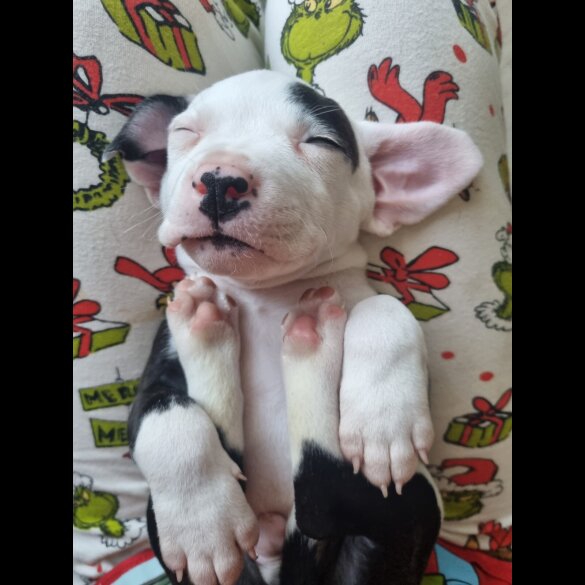 Staffordshire Bull Terrier - Dogs