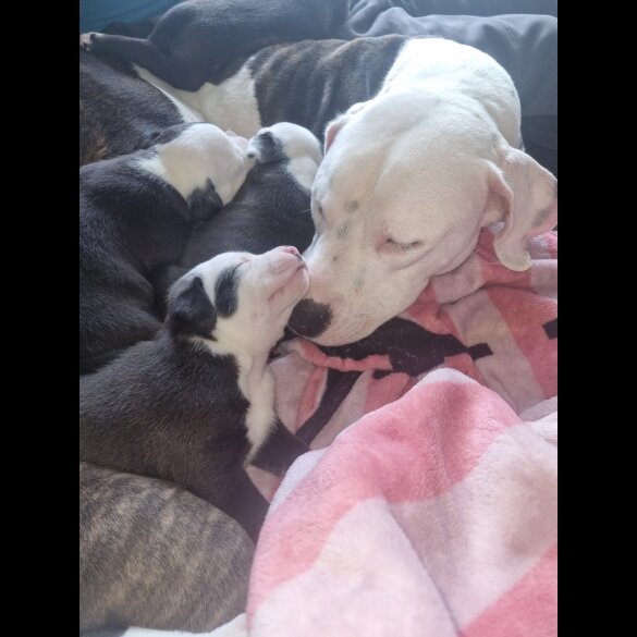 Staffordshire Bull Terrier - Dogs