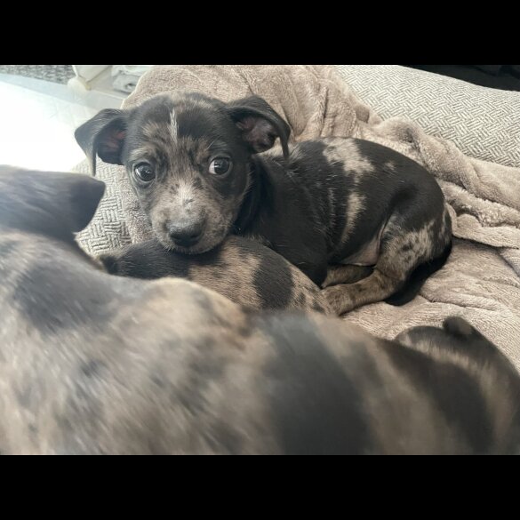 Chiweenie - Both