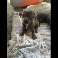 Chiweenie - Both