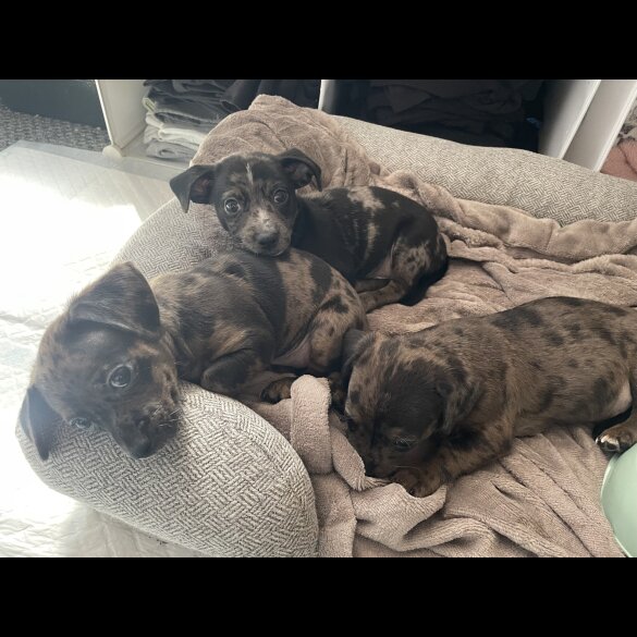 Chiweenie - Both