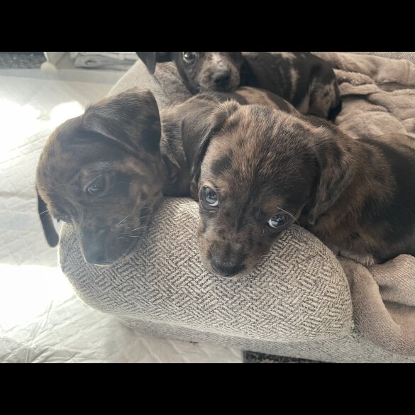 Chiweenie - Both