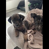 Chiweenie - Both