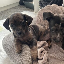 Chiweenie - Both