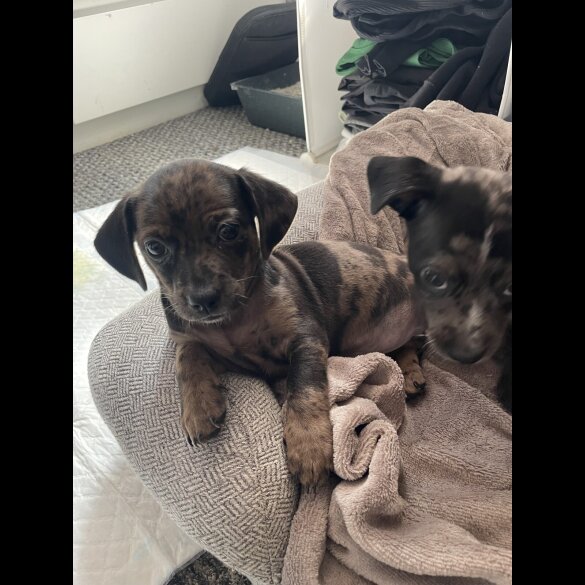 Chiweenie - Both