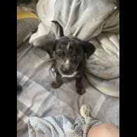 Chiweenie - Both