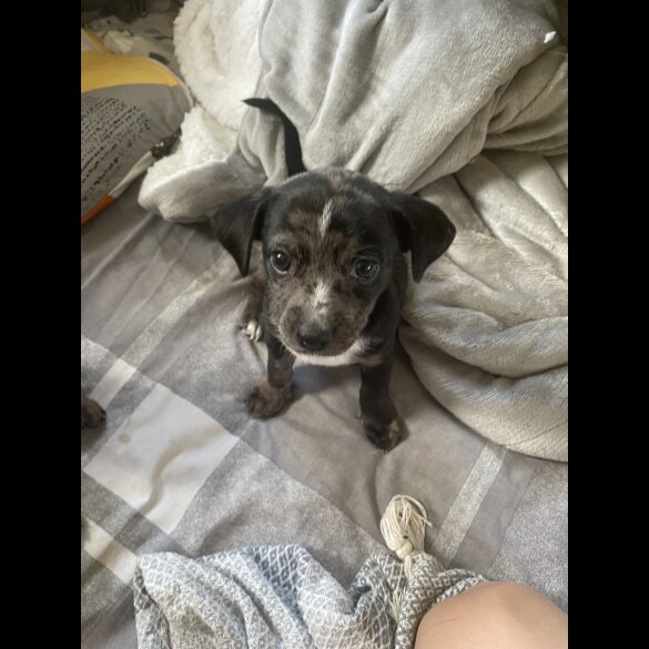 Chiweenie - Both