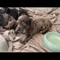 Chiweenie - Both