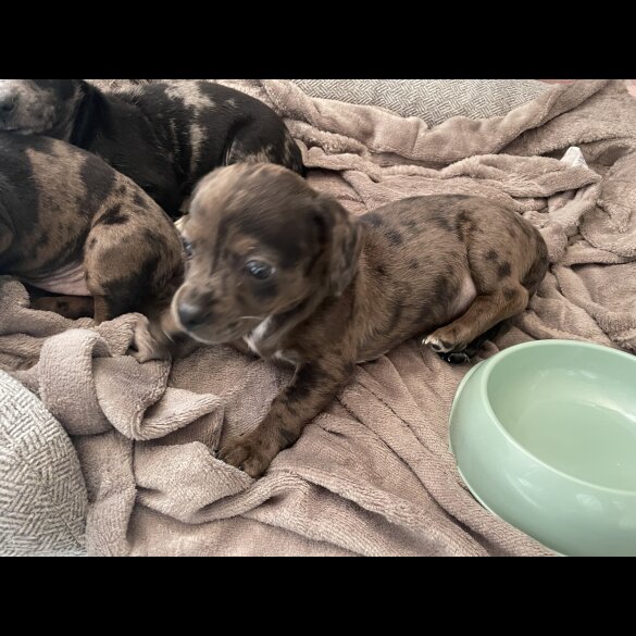 Chiweenie - Both