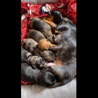 Chiweenie - Both