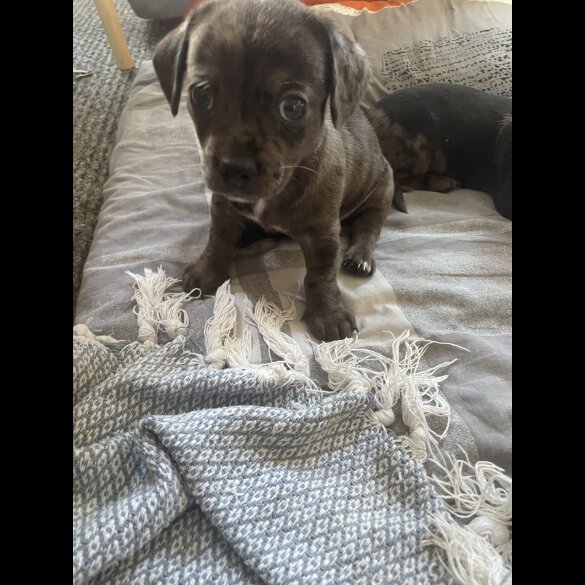 Chiweenie - Both