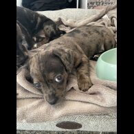 Chiweenie - Both