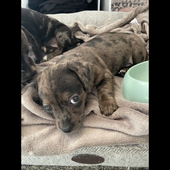 Chiweenie - Both