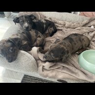 Chiweenie - Both
