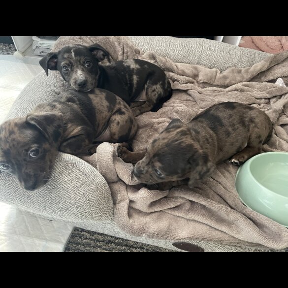 Chiweenie - Both