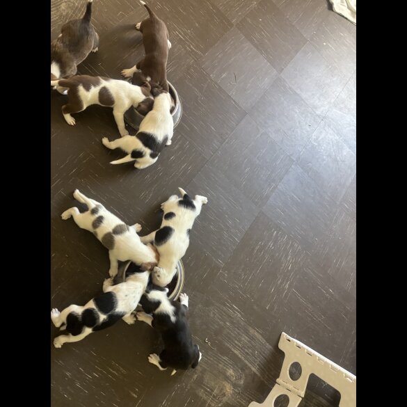 Staffordshire Bull Terrier - Both