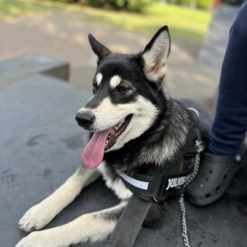 Alaskan Malamute - Both