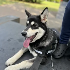 Alaskan Malamute - Both
