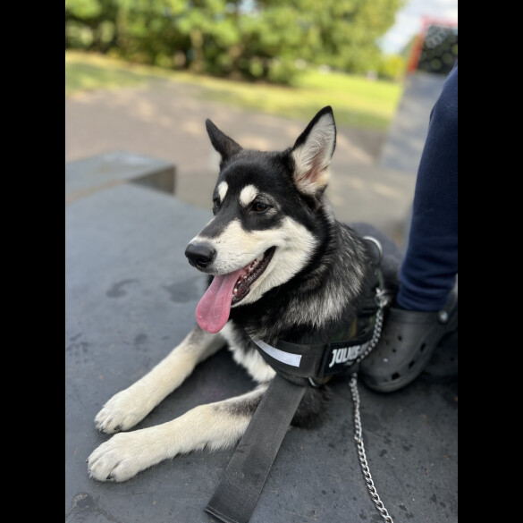 Alaskan Malamute - Both
