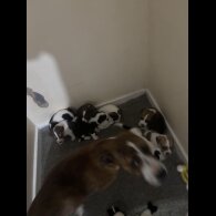 Staffordshire Bull Terrier - Both