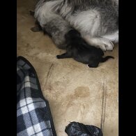Alaskan Malamute - Both