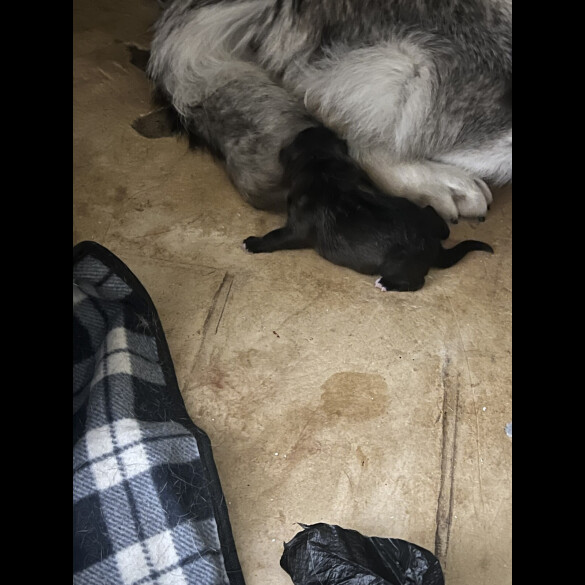 Alaskan Malamute - Both