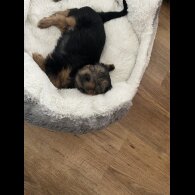 Yorkshire Terrier - Dogs