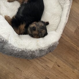 Yorkshire Terrier - Dogs