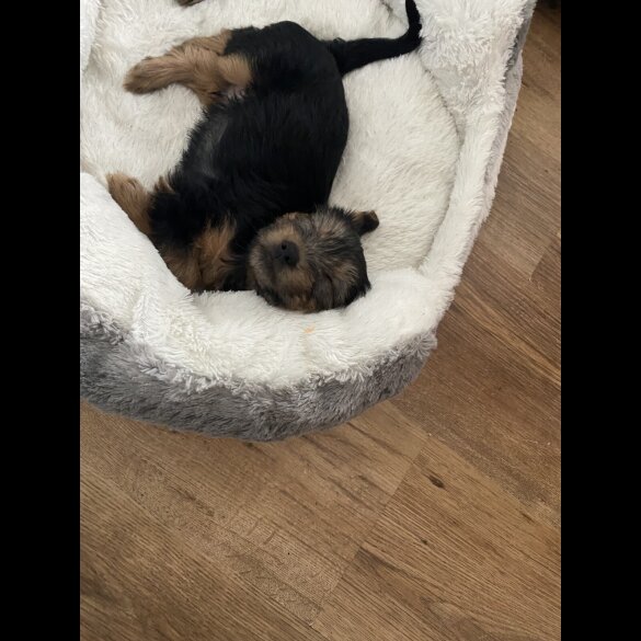 Yorkshire Terrier - Dogs