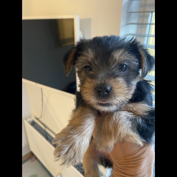 Yorkshire Terrier - Dogs
