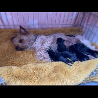 Yorkshire Terrier - Dogs